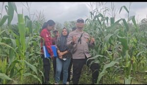 Polsek Rambang Dangku Turun ke Kelapangan, Jagung Hibrida Program Presiden Tumbuh Subur di Air Limau