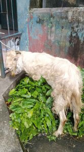 Menjelang Hari Raya Qurban 1447 Hijriyah, PT Bukit Asam Berikan Hewan Qurban Kepada Organisasi Wartawan