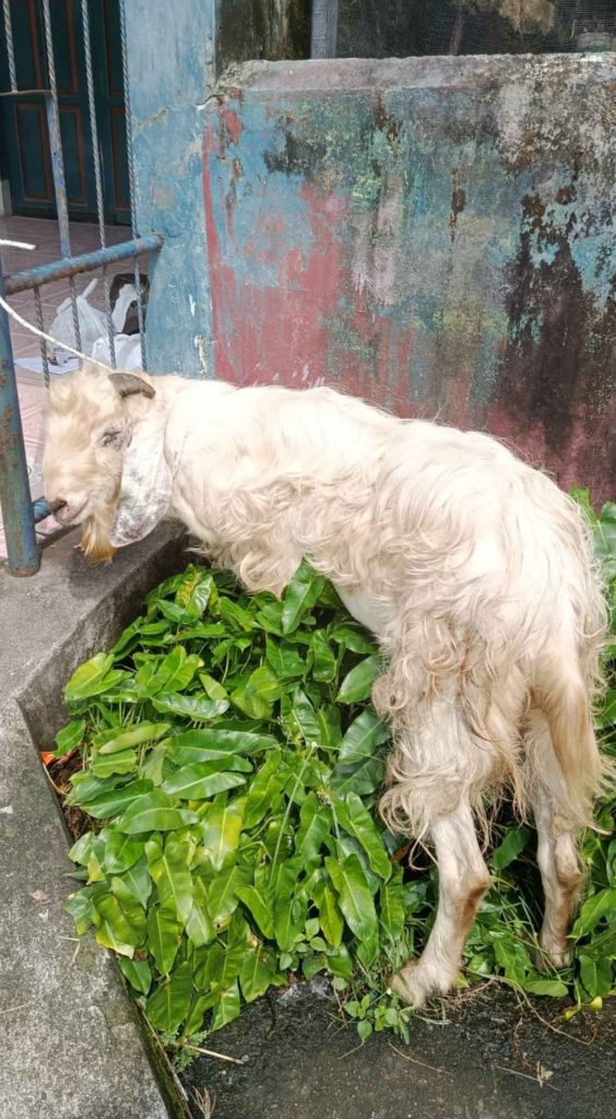Menjelang Hari Raya Qurban 1447 Hijriyah, PT Bukit Asam Berikan Hewan Qurban Kepada Organisasi Wartawan