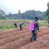 Dukung Ketahanan Pangan, Satgas TMMD ke-130 Lakukan Penanaman Jagung di Lahan 1 Hektare