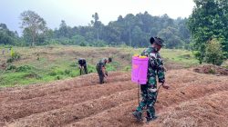Dukung Ketahanan Pangan, Satgas TMMD ke-130 Lakukan Penanaman Jagung di Lahan 1 Hektare