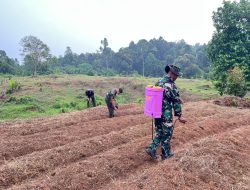 Dukung Ketahanan Pangan, Satgas TMMD ke-130 Lakukan Penanaman Jagung di Lahan 1 Hektare